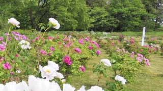 九年橋せせらぎ公園