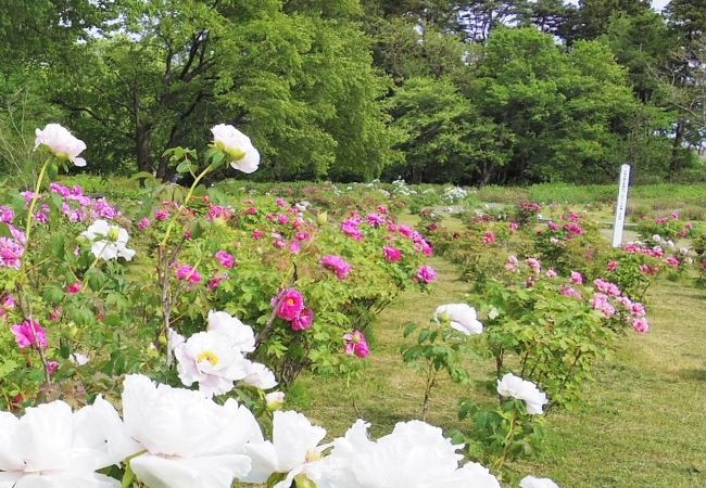 九年橋せせらぎ公園