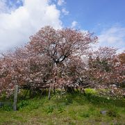日本五大桜～狩宿下馬桜
