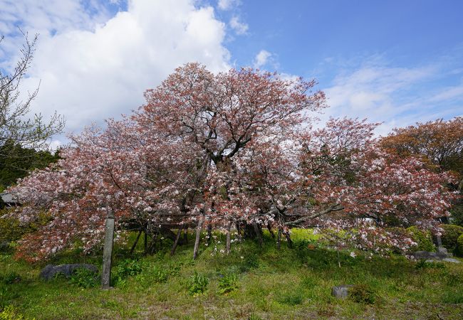 日本五大桜～狩宿下馬桜