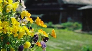 川沿いに佇む昔ながらの合掌造り風景　～　菅沼合掌造り集落