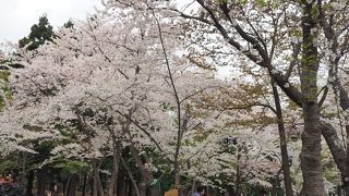 桜の時期は花見客がたくさん　円山公園