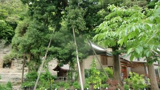 瀬戸神社境内の珍しい紫陽花コレクションと社叢林