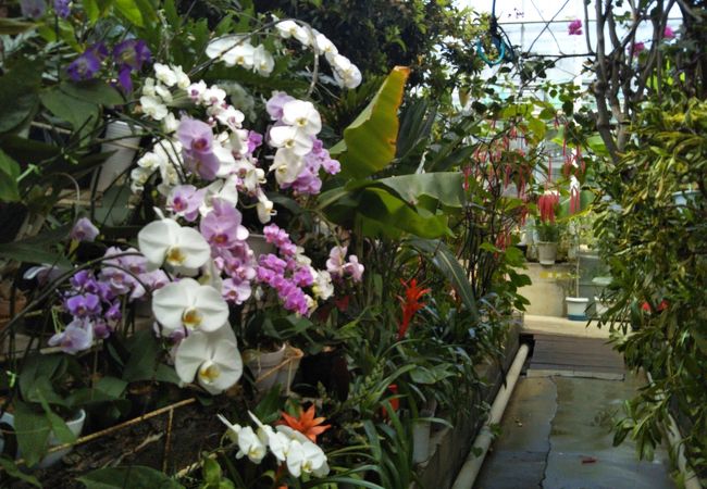 無料にて楽しむことが出来る熱帯植物園