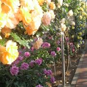 5月は園内のバラで囲われた遊歩道が綺麗でした