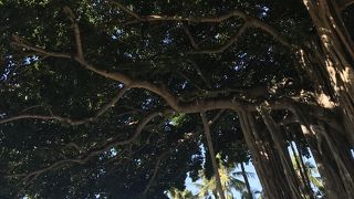 エメラルドグリーンの美しいビール