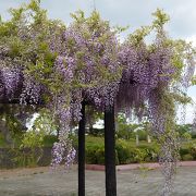 藤の花が咲いていた