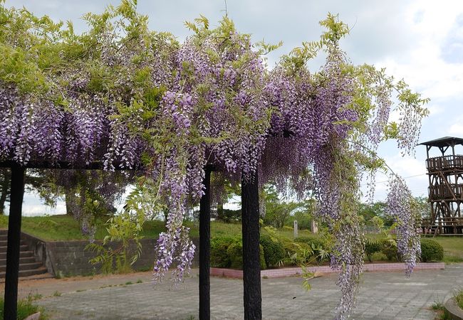 藤の花が咲いていた