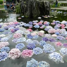 池に浮かぶ紫陽花