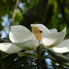 タイサンボクの花