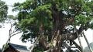 隠岐の総社、「八百杉」と呼ばれる樹齢千数百年の杉の巨木があり、存在感がありました。
