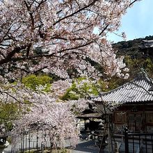 清水寺の桜