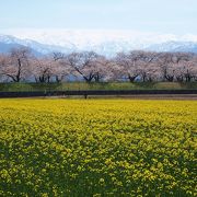 青い空に映える満開の桜と残雪の山々