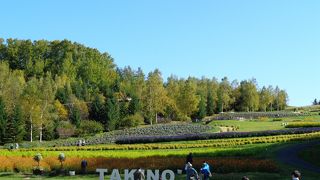 お花がいっぱい