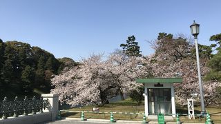 初めて行った皇居二重橋、桜が見頃