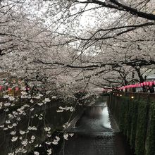 狭い川幅に咲き乱れる桜