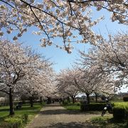 桜が綺麗