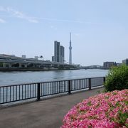 隅田川沿いの広い公園はウォーキング&散歩に気持ち良い