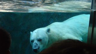 ほっきょくぐま