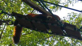 かわいいレッサーパンダ