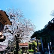 ソメイヨシノが早めに咲く神社