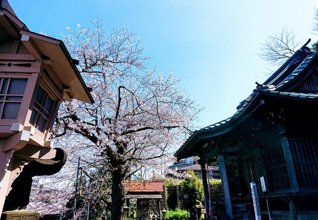 ソメイヨシノが早めに咲く神社
