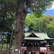 大木のある川沿いの神社