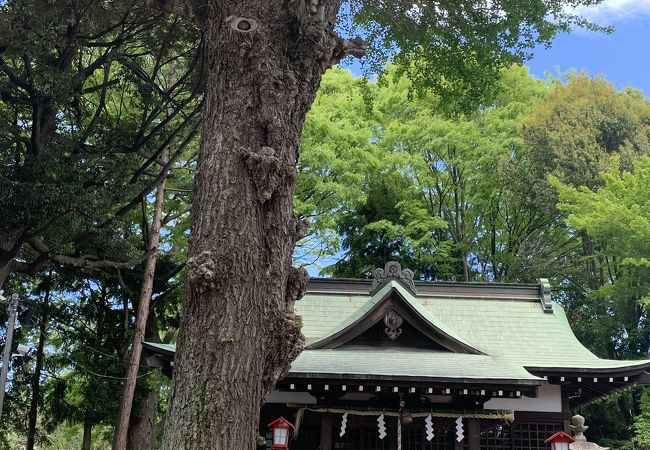 大木のある川沿いの神社