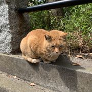 猫に会える神社