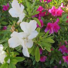 つつじが咲いていました