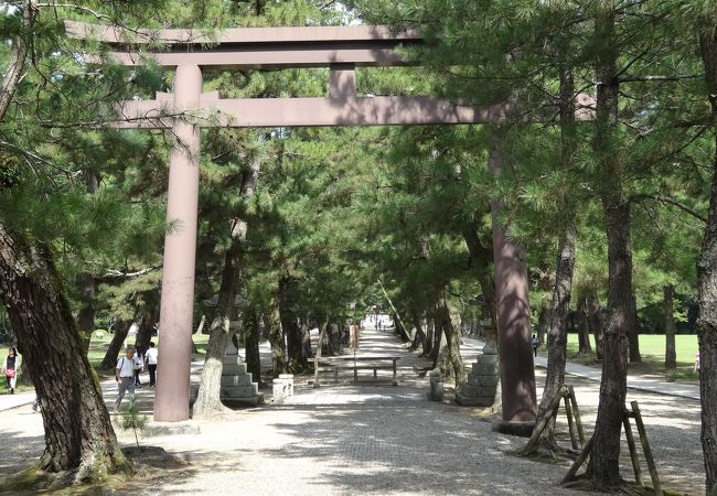 出雲大社 献穀祭