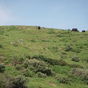 牛と触れ合いながら行く赤ハゲ山の展望台から望む景色は、海が侵食してできたカルデラで、地球上ではギリシャのサントリーニ島とここだけの世界的にも貴重な場所です。