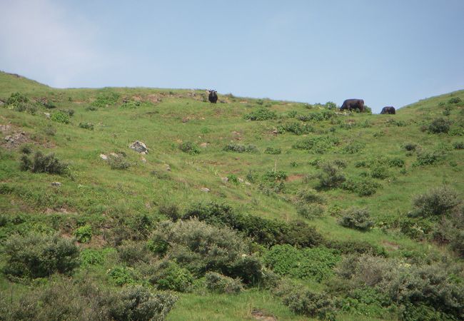 牛と触れ合いながら行く赤ハゲ山の展望台から望む景色は、海が侵食してできたカルデラで、地球上ではギリシャのサントリーニ島とここだけの世界的にも貴重な場所です。