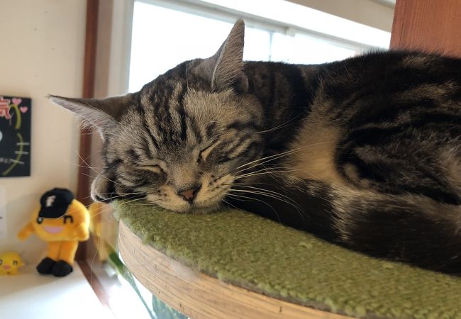 猫カフェ らぶねこ クチコミ アクセス 営業時間 札幌 フォートラベル 猫カフェ らぶねこ クチコミ アクセス 営業時間 札幌 フォートラベル
