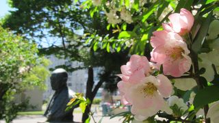 5月中旬は両脇に木瓜の花