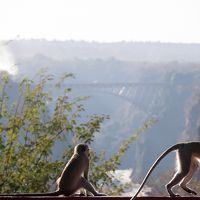ビクトリアフォールズと野生の動物が調和した空間です。