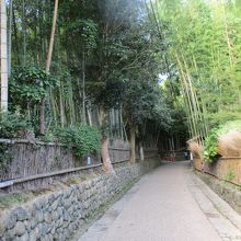 竹林の道