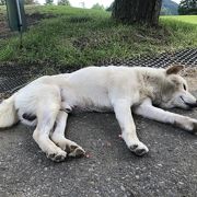 コースに犬がいます&#128054;