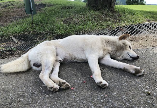 コースに犬がいます&#128054;