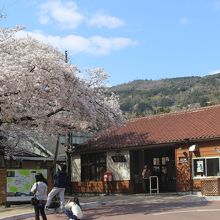 駅舎の前にも大きな桜の木