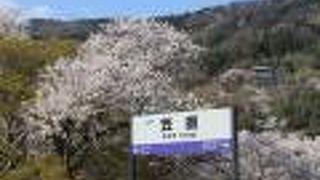 笠置駅は「桜駅」