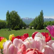 5月中旬は、八重桜、ライラック、チューリップ