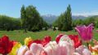 5月中旬は、八重桜、ライラック、チューリップ