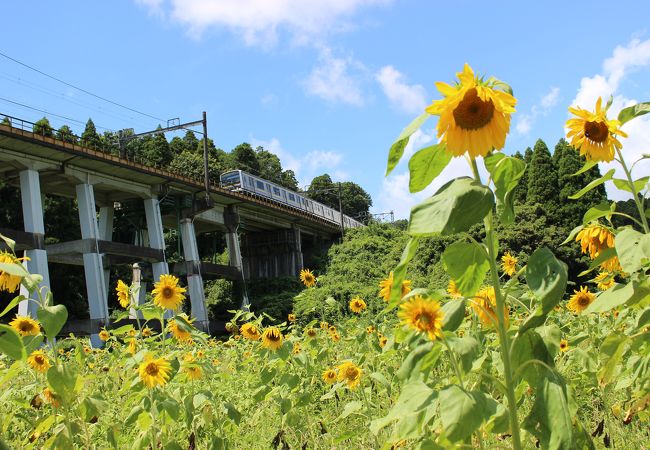 JR外房線の列車とひまわり畑で撮り鉄気分♪