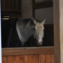 厩には神馬が