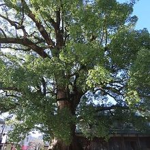 葉が生い茂っていました