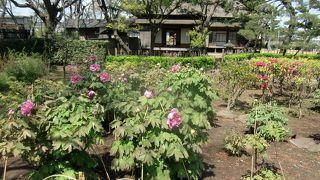 泥亀新田開発を完成させ製塩業で成功を収めた永島家の野島にあった牡丹園の復元