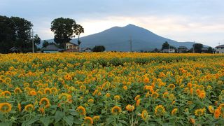 筑波山の麓に広がるひまわり畑