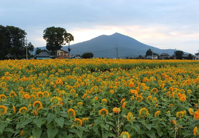 あけのひまわりフェスティバル クチコミ アクセス 営業時間 筑西 下館 フォートラベル