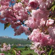 5月上旬から中旬にかけて、手稲で楽しめる桜の名所 